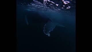 Humpback whales in Teriberka, Murmansk, Arctic ocean. Underwater video. Freediving with whales