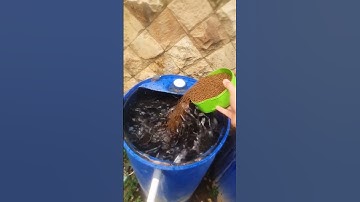 Nuôi cá bằng thùng phi #shortsfeed #framing #shots