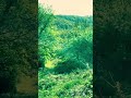 15 second reset | 528 Hz | Green Noise (Birds &amp; River) #shorts