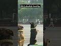 well trained dogs🔥|Labrador training #shorts #trending @raxthelabrador6144