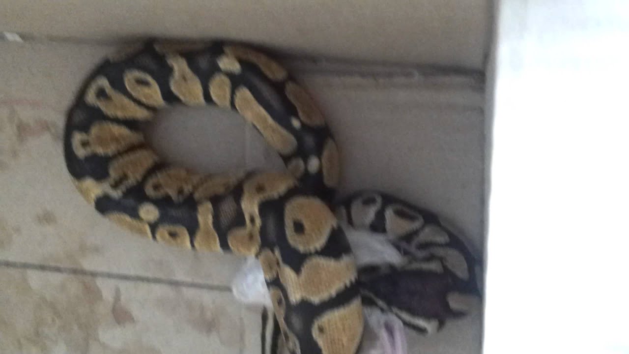 Ball python feeding a mouse with tips and info about care - YouTube