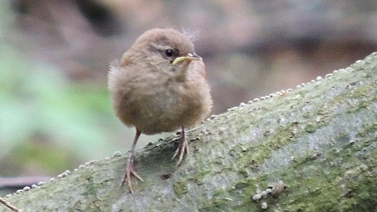 Winter Wren - Zaunkönig - Troglodytes troglodytes - baby bird 