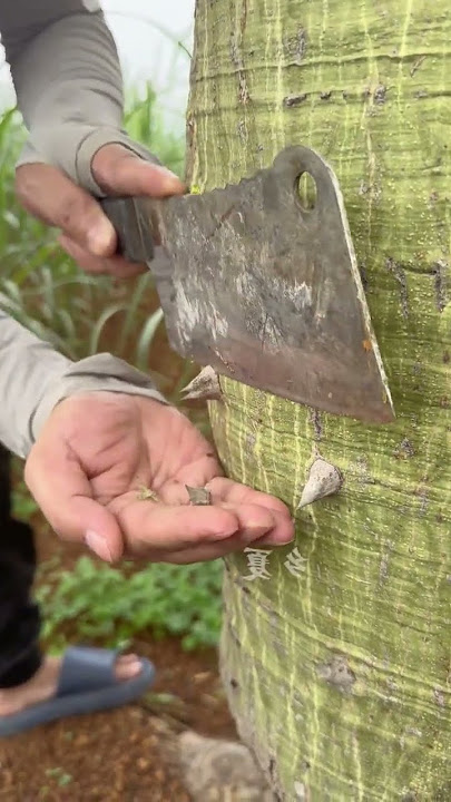 Collection process of kapok tree thorn