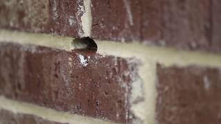 Bee Hive inside a Brick Wall | Richardson, TX | Bee Safe Bee Removal