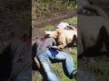 #shorts#viralvideo