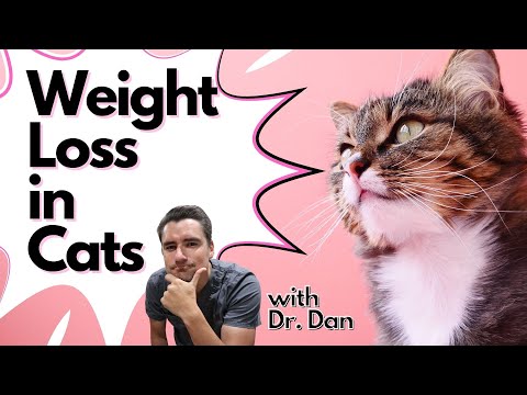 Video: Min äldre katt förlorar vikt - borde jag bara mata henne mer?