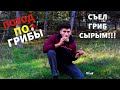 Поход по грибы. Много грибов. Съел гриб сырым!!!