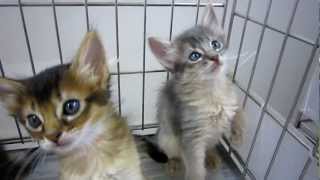 ソマリ http://necoya.jp ブリーダー kazu dozu(カズドズ)キャッテリー
