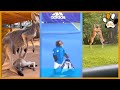 Best funny animal compilation | #52