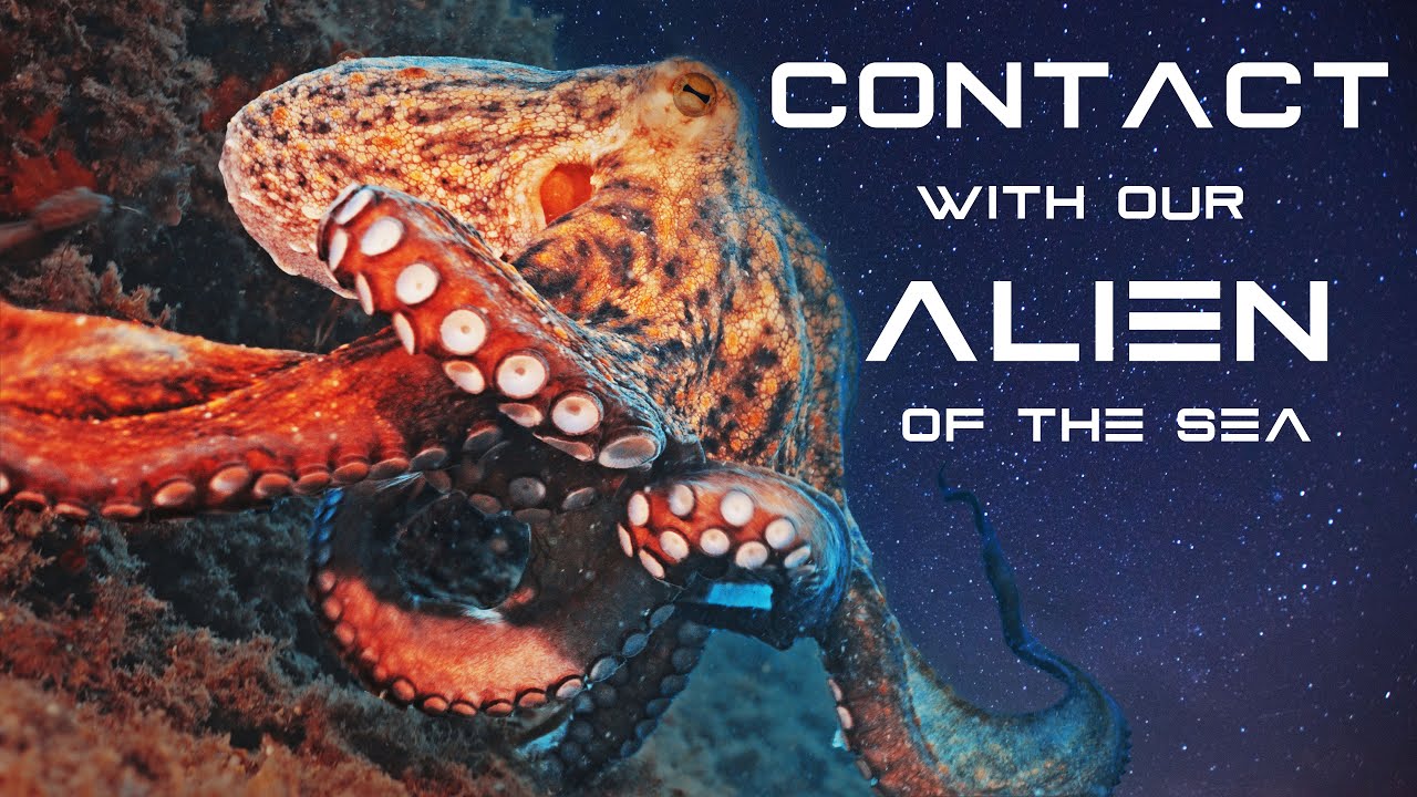 Communication with Octopus - Alien of the sea - Secrets of the Octopus ...