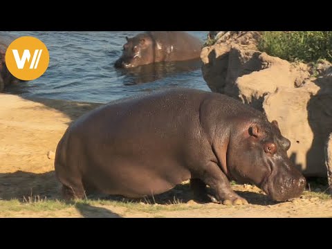 Video: Wo kommen Flusspferde her?