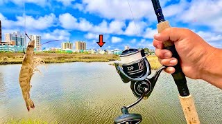 I Tossed a LIVE! SHRIMP in this ROADSIDE DITCH and CAUGHT THIS!