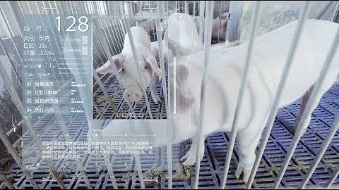 "Pig Face Recognition" Plays A Huge Rule in China