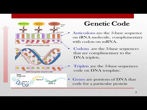 Vidéo: Évolution De La Divergence Cis Et Trans-régulatrice Dans Le Génome Du Poulet Entre Deux Races Contrastées Analysées En Utilisant Trois Types De Tissus à Un Jour