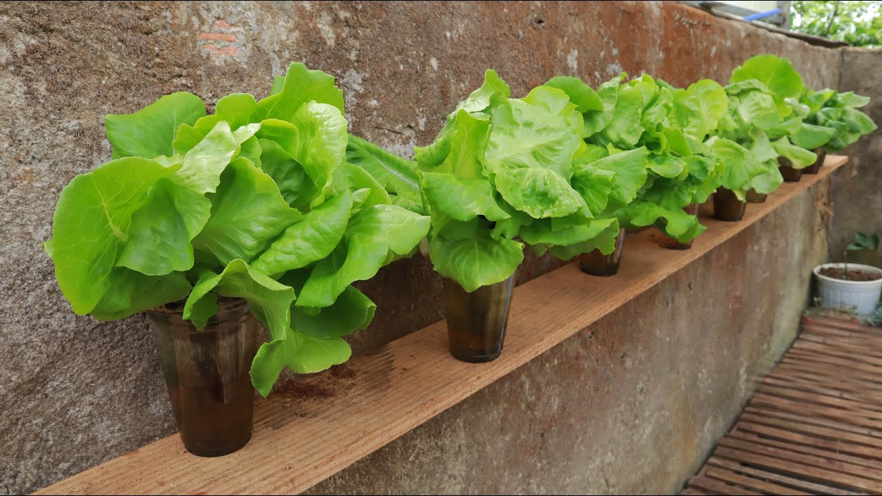 Kitchen garden at home - Growing hydroponic lettuce using plastic cups ...