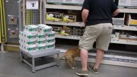 Boldog Mad Nell 10/1/13 Result of Early Imprinting of pit bull puppy