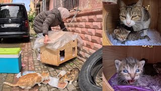 One of the Mama cats goes to fetch her friend when the couple comes to serve them. by Feeding Street Cats 15,306 views 4 weeks ago 9 minutes, 19 seconds