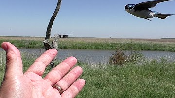 TreeSwallowEncounter