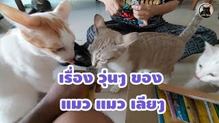 เรื่องวุ่นๆ ของ แมวเลีย🤪🤪🤪🤪 by แมวยิ้ม channel 108 views 3 months ago 7 minutes, 40 seconds