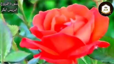 سورة البروج بصوت الشيخ إدريس أبكر