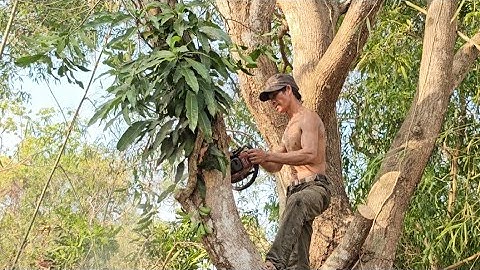 Anh  hờ  và  chú  cưa  cây  xoài  siêu to  , Saw mango tree .Cưa  cây  kỷ thuật cao