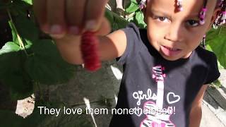 Backyard Mulberry Picking