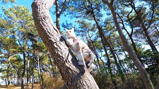 After picking radishes, I played with Nekokichi in the pine forest and went home.