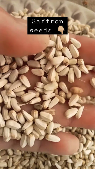 Saffron seeds♥️#nature🌸 #shorts #gogreen  #naturelover #flowers #shorts   #nature_lustre1 #saffron