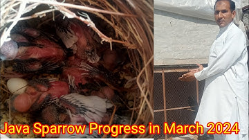 Java Birds Breeding Season Progress 2024 I java Birds in winter Season l White java breeding guide