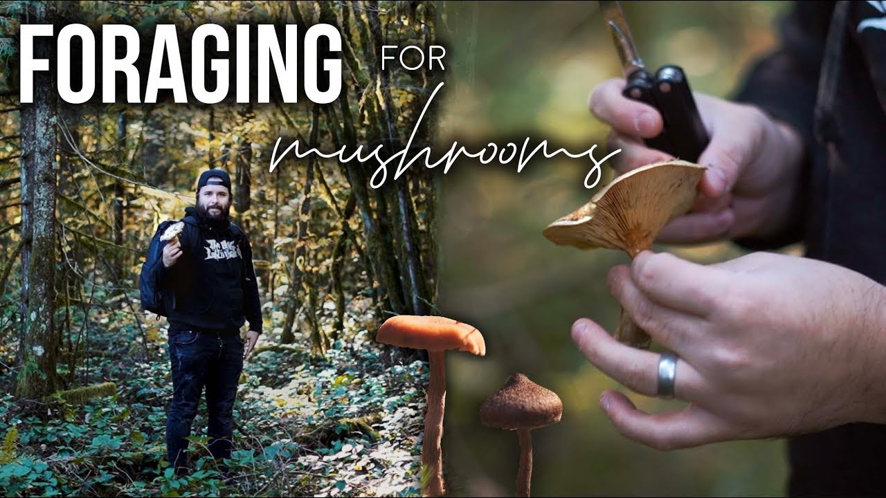 FORAGING FOR MUSHROOMS IN THE PNW FOREST YouTube