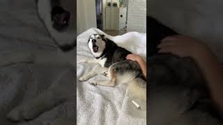 My Husky FARTED Then Blamed It On Her Dad!