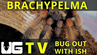 Bug Out With Ish - ep.1 - Brachypelma