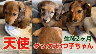 【生後2ヵ月】ダックス子犬 3つ子ベビー CUTE! かわいすぎ☆これだけ成長しました！puppy dachshund