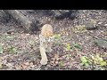 Игры амурских тигрят в Приморском Сафари-парке