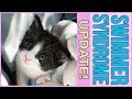 (UPDATE!) Little Kitten with Swimmer Syndrome LEARNS TO WALK!