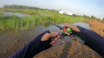 1 ngày đi câu líp khóm Tân Phước trúng mánh… Cá ăn cực mạnh #fishing #caucathugian 