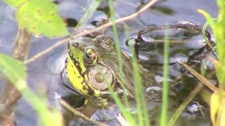 Pond Life Revisited