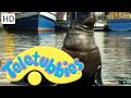 Teletubbies Seals Full Episode Teletubbies Seals Full Episode