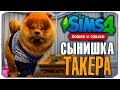 СЫНИШКА ТАКЕРА - The Sims 4 "Кошки и Собаки" ▮