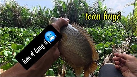 CÂU CÁ RÔ ĐỒNG,Chổ Nào Càng Ng*y H* ểm Thì Ở Đó Rất Nhiều Cá.Trung Miền Tây.T320