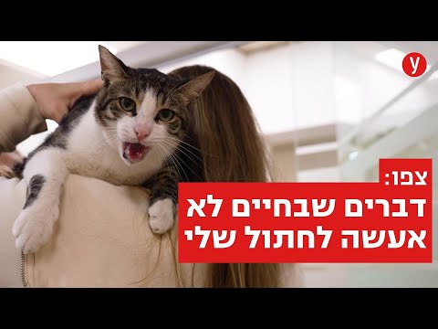 וִידֵאוֹ: כרתים העתיקה ויוון: פסלונים ולוחמים בגלימות אדומות