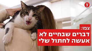 צפו: דברים שבחיים אסור לעשות לחתול