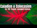 Wir pflanzen Caladium und Colocasia Knollen ein - Winterruhe der Caladien zu ENDE