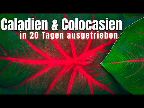 Wir pflanzen Caladium