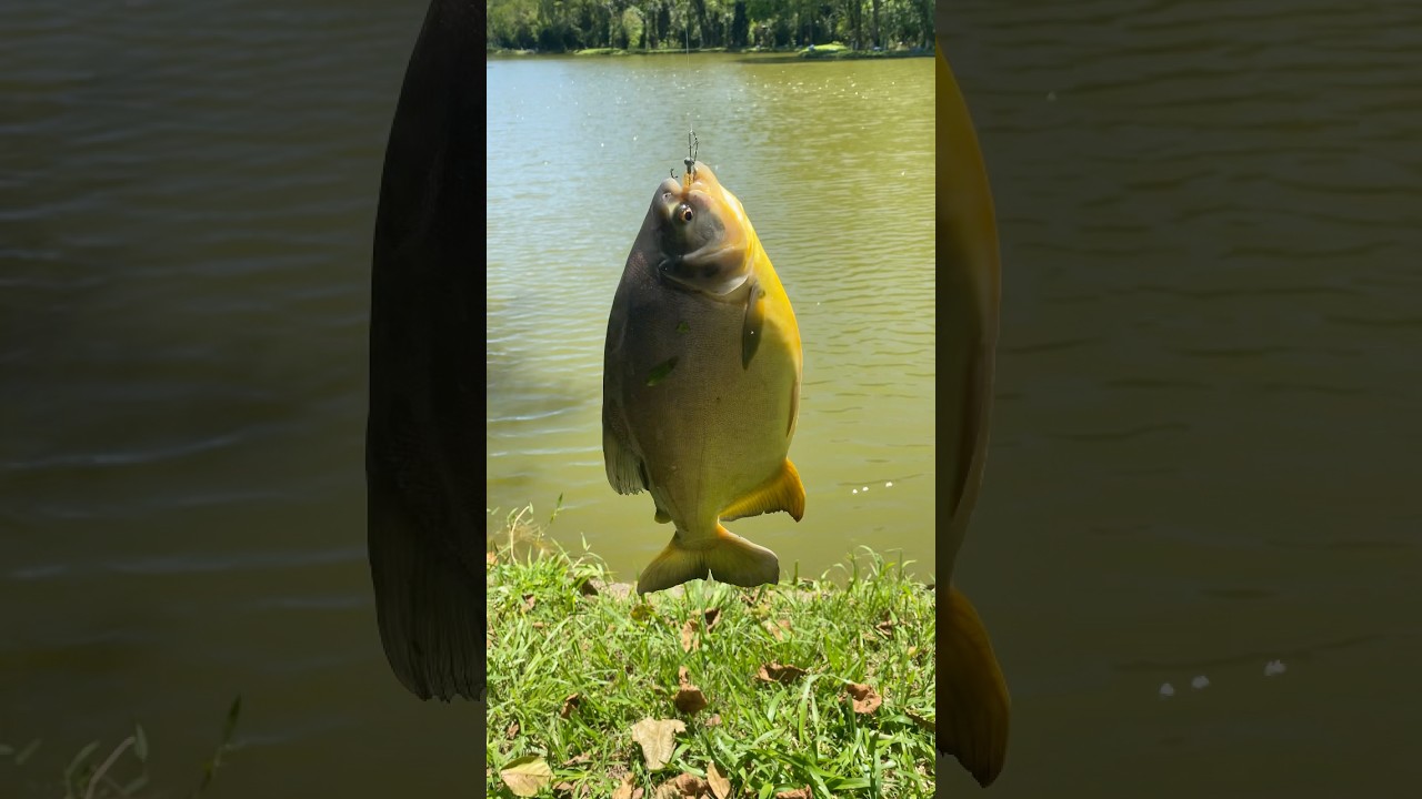 Pesquei o Pacu na Ultralight 🎣 