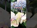 Foliage Fantasy at Tokyo Disneyland: A Botanical Bonanza! #plants