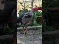 mọi người thấy hành chợ thế nào ạ