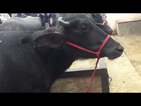 top quailty buffalo