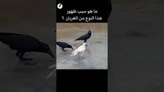 الغراب الأبيض ... هل رأيت غراب أبيض من قبل ؟؟؟