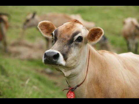 Vídeo: Características Da Vaca Jersey